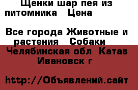 Щенки шар-пея из питомника › Цена ­ 15 000 - Все города Животные и растения » Собаки   . Челябинская обл.,Катав-Ивановск г.